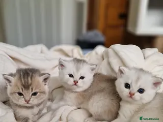 British Shorthair cats 😸Chubby BritishShorthair🐾 Kittens🐾 - Advert 3