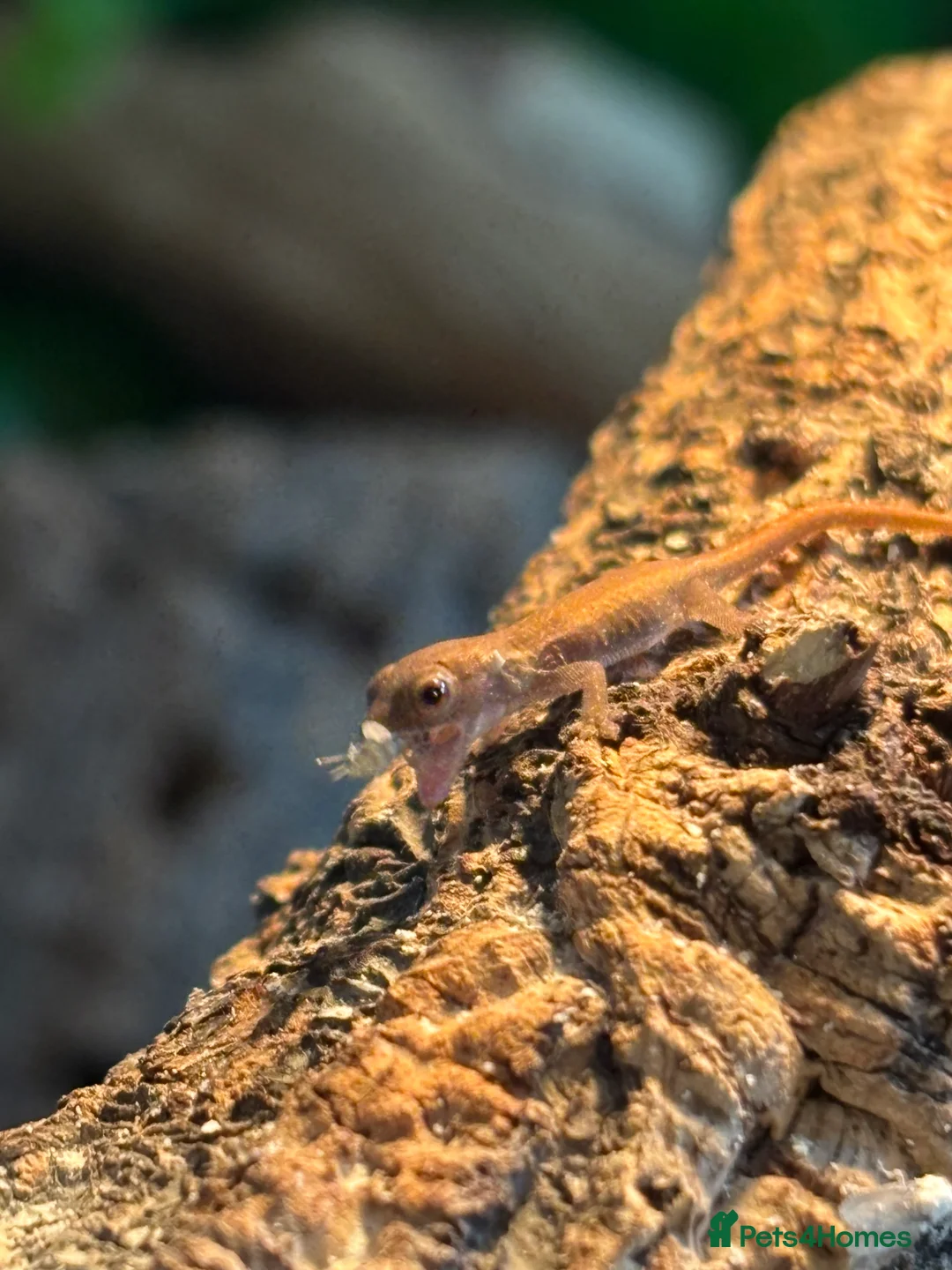 Gecko reptiles for sale: Baby Cameroon dwarf geckos!  - Advert 3