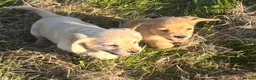 Cocker Spaniel dogs for sale: Stunning cocker spaniel puppies  - Advert 4