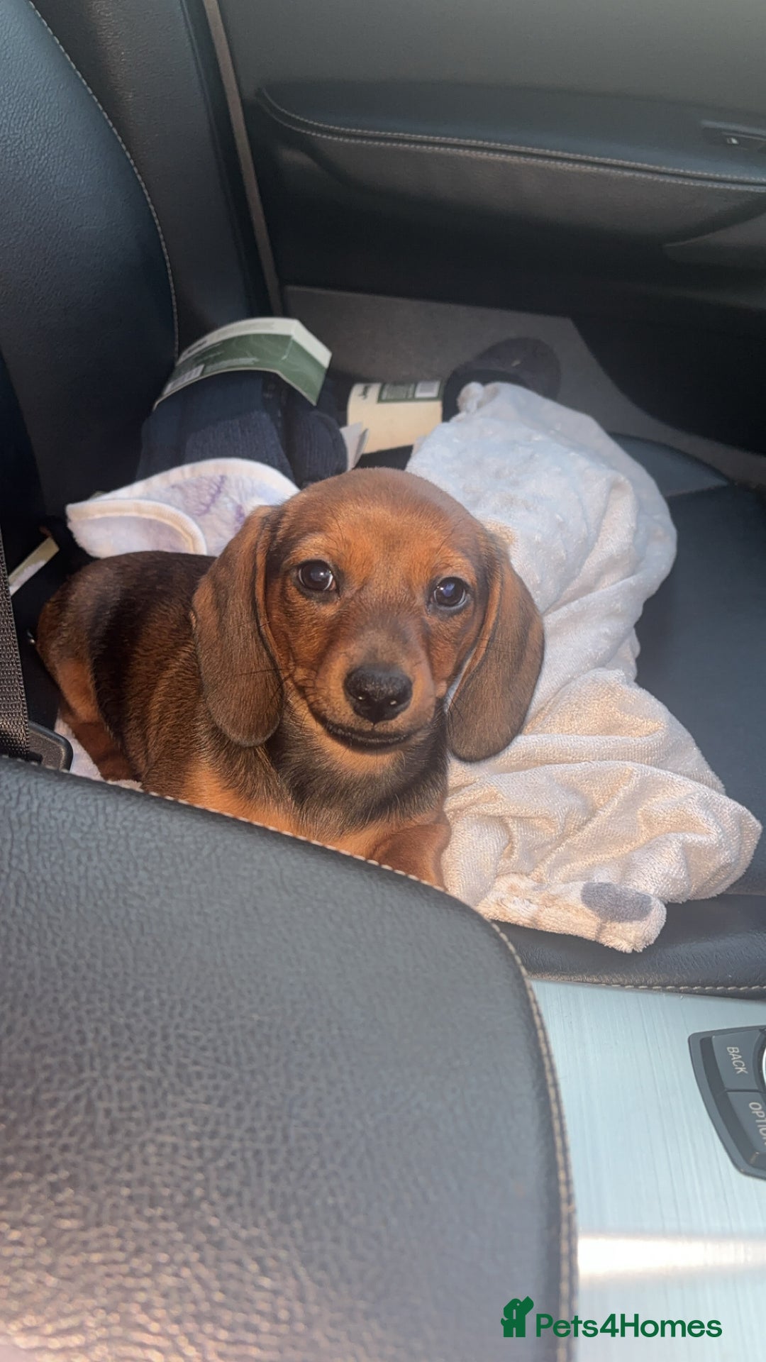 Miniature Dachshund dogs for sale: Miniature shaded red boy available now  - Advert 7