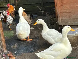 Ducks poultry Campbell khaki Ducks - Advert 7