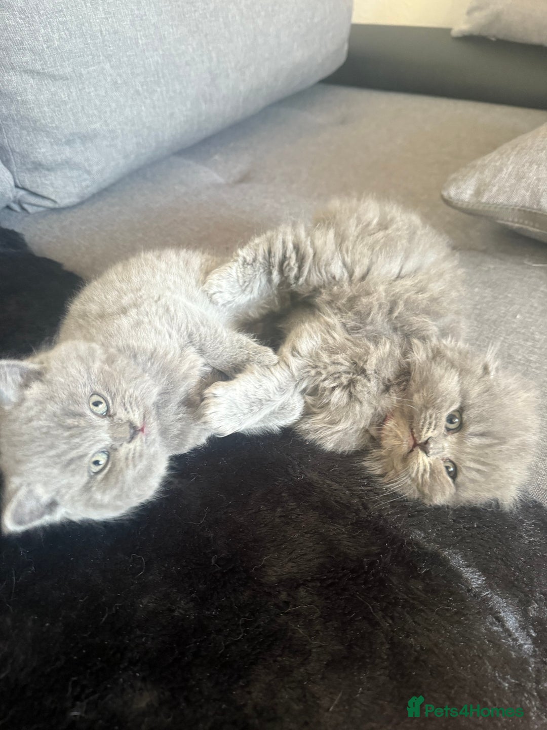 Scottish Fold cats for sale: Scottish fold kittens  - Advert 5