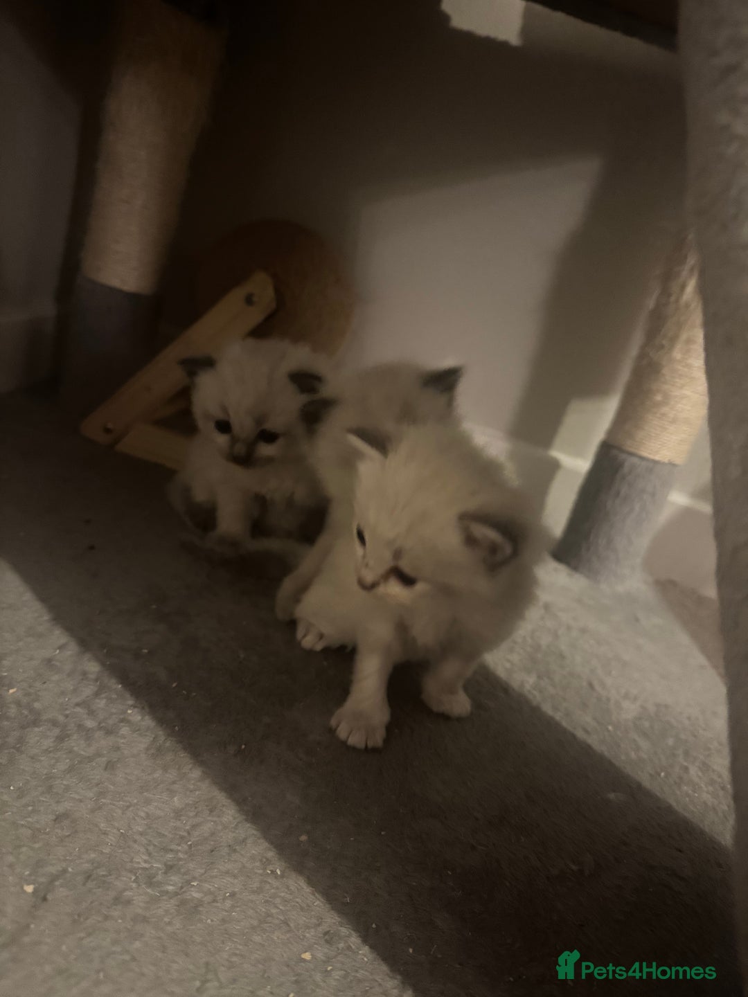 Ragdoll cats for sale: RagDoll kittens  - Image 2