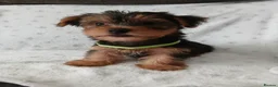 Yorkshire Terrier dogs for sale: YORKSHIRE TERRIER BOY PUPPIES READY NOW in Southampton - Advert 13