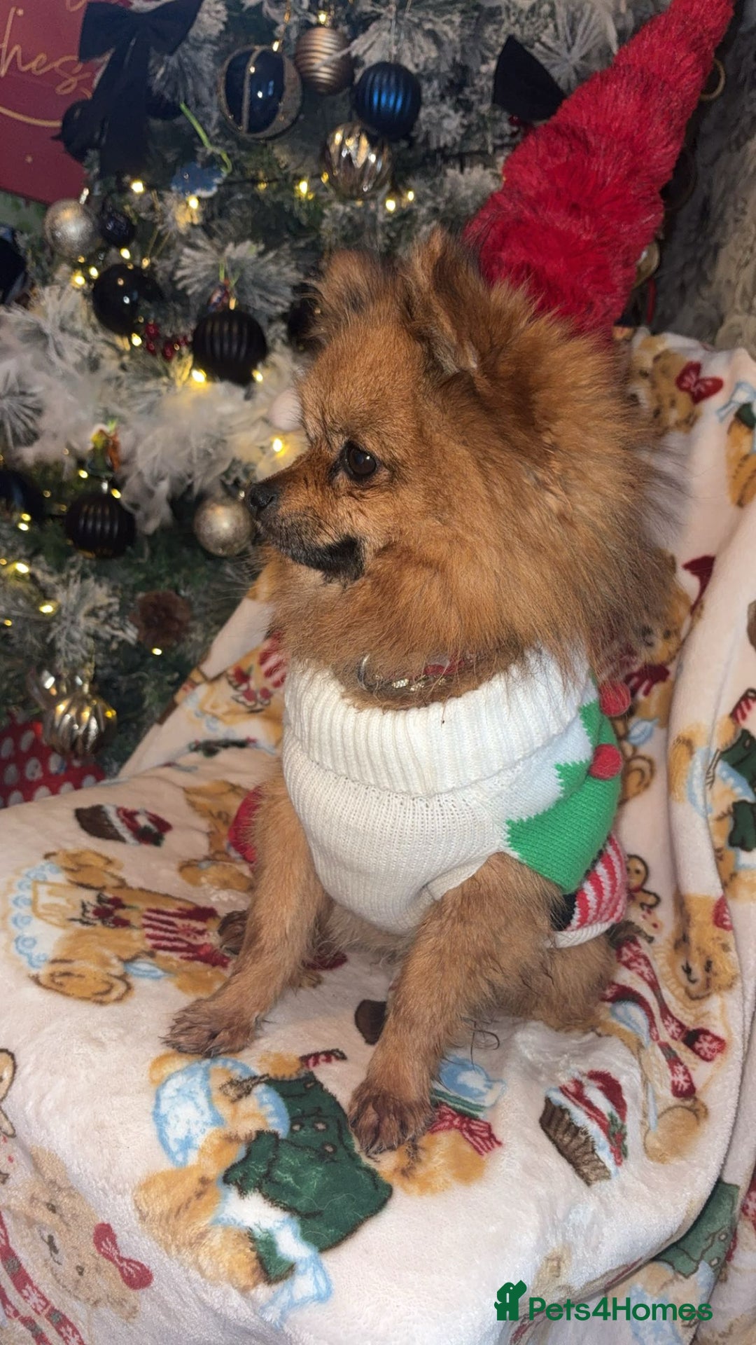 Pomeranian dogs for sale: Beautiful tiny Pomeranian puppies  - Advert 6