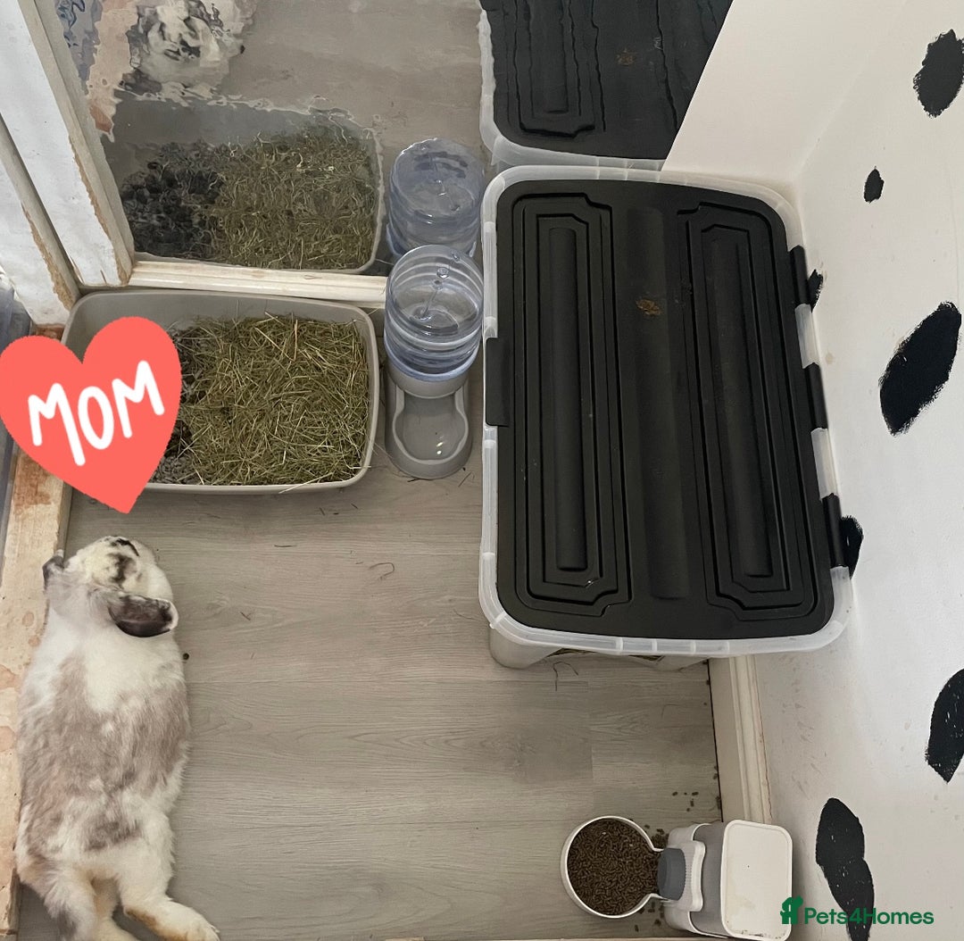 Mini Lop rabbits for sale: Mini lop babies available  - Image 18