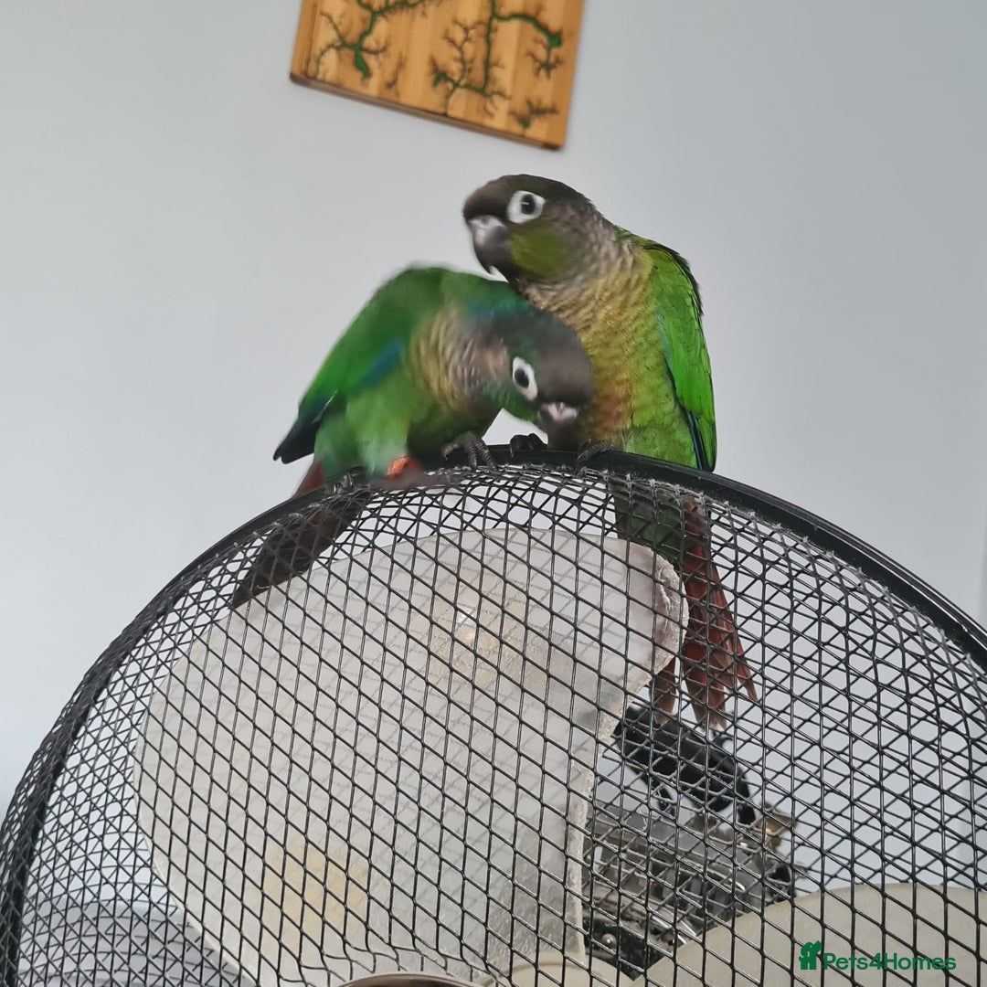 Conures birds for sale: Green Cheek Conure  - Image 9