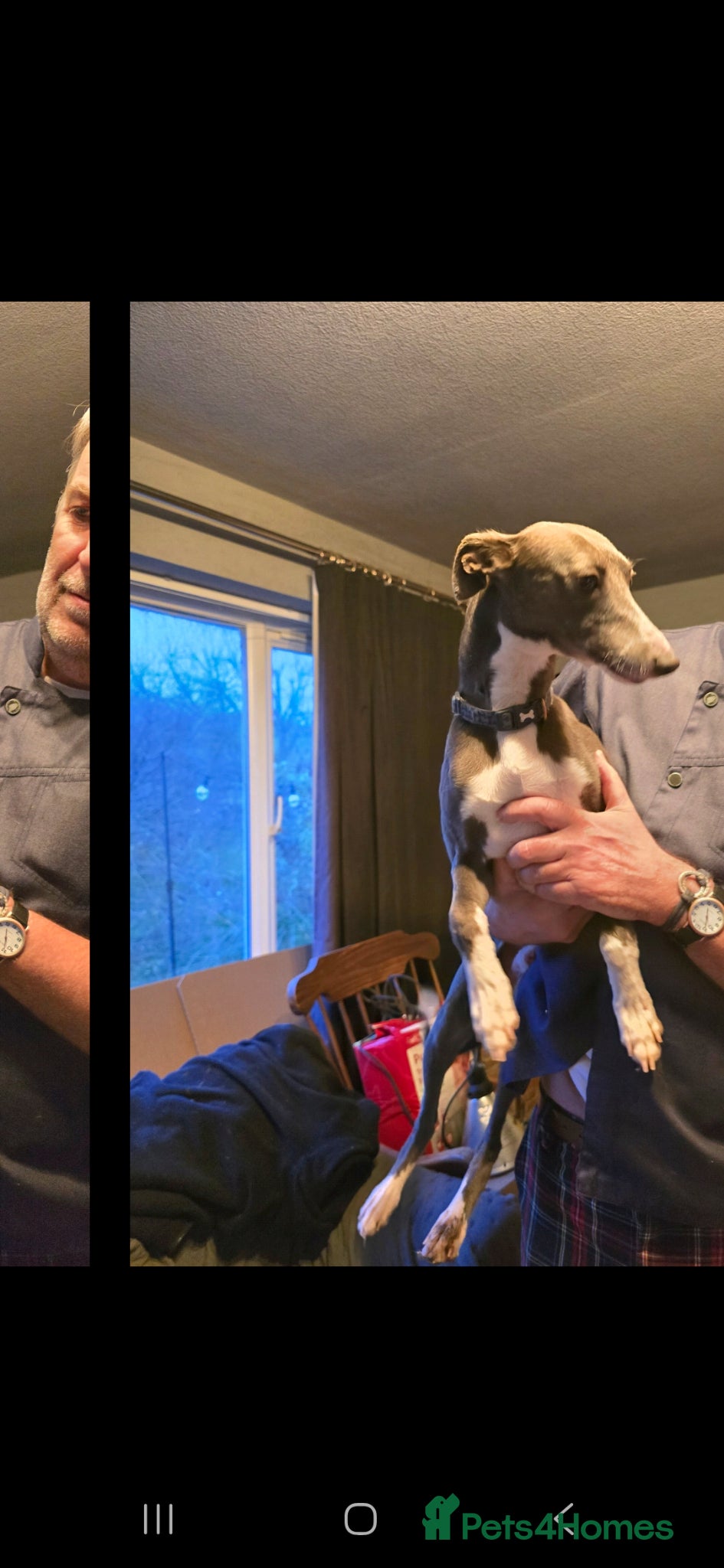 Whippet dogs Kc registered whippets.....2 boys left  - Advert 2