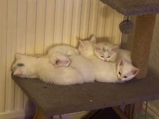 Mixed Breed cats 3 white MALE kittens READY ASAP - Advert 6