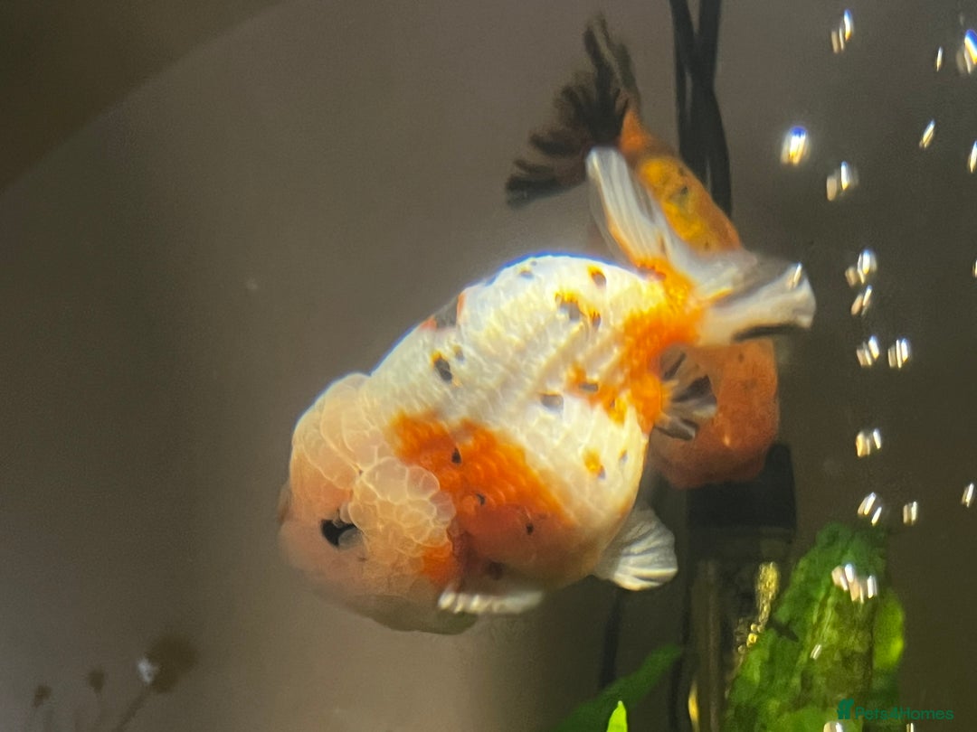 Fancy Goldfish fish for sale: Two lovely little male Ranchu fancy goldfish - Advert 9