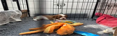 Cavalier King Charles Spaniel Puppy 2