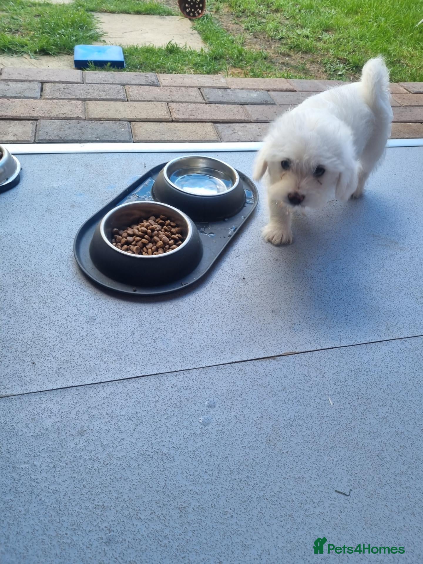 Bichon Frise dogs Bichon frise mixt  - Advert 2