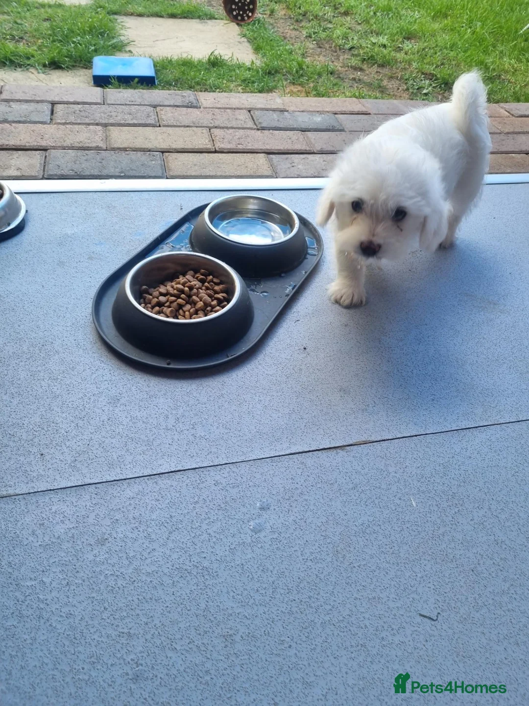 Bichon Frise dogs for sale: Bichon frise mixt  - Advert 2