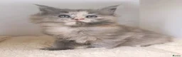 Maine Coon cats for sale: XXL Maine coon kittens + DNA health tested - Advert 29
