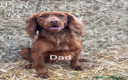 Cocker Spaniel dogs for sale: Deep Red Cocker Spaniel puppies for sale - Image 2