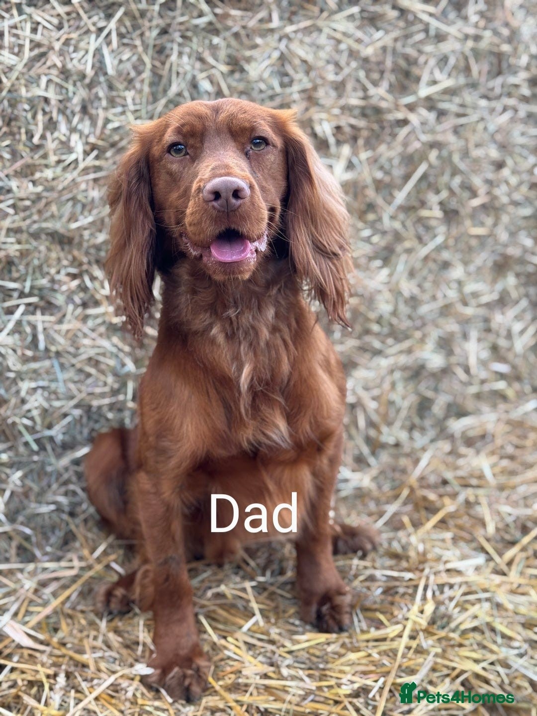 Cocker Spaniel dogs for sale: Deep Red Cocker Spaniel puppies for sale - Image 2