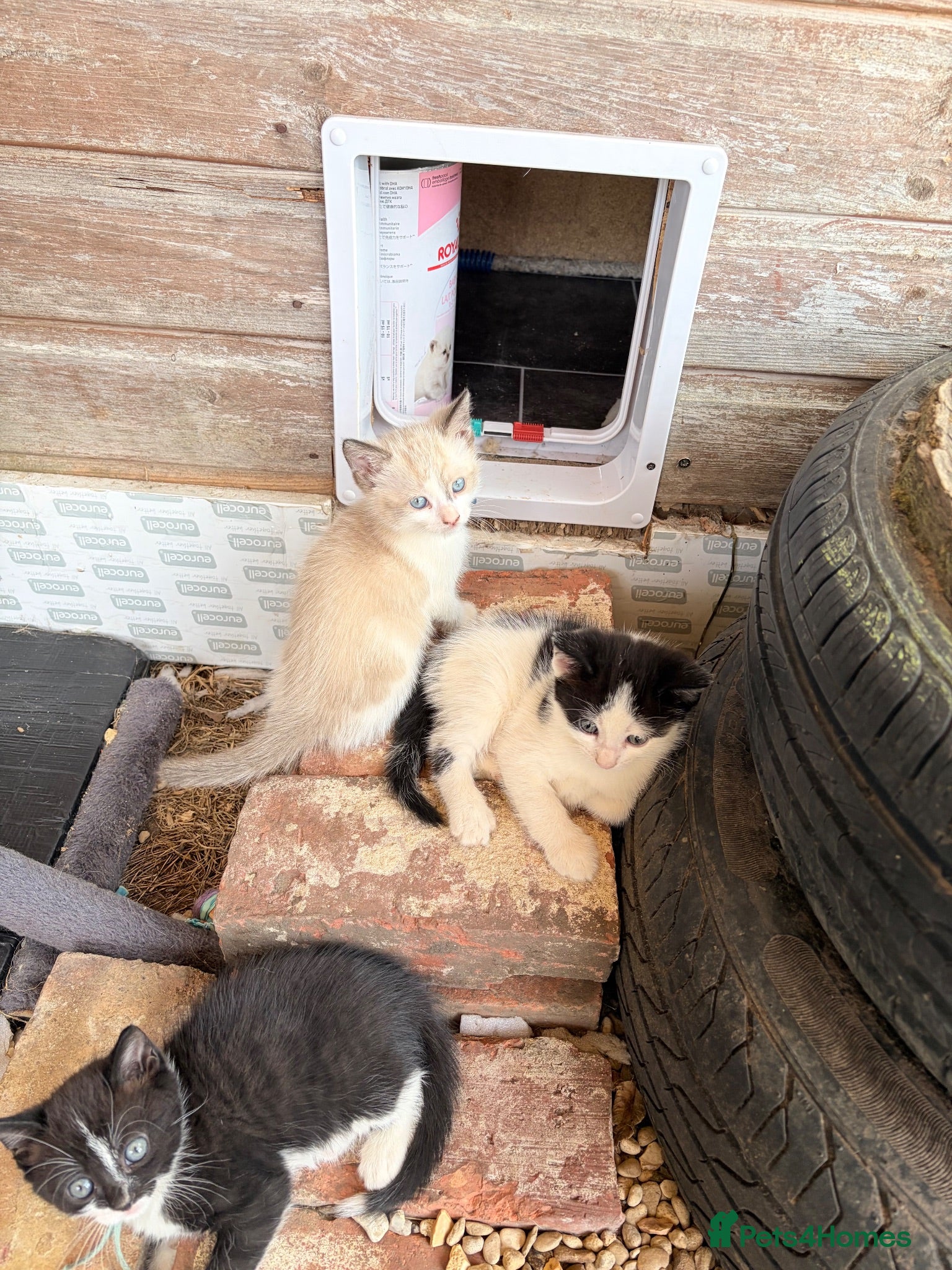 Mixed Breed cats Rescue Cat and her 3 adorable kittens need homes. - Advert 2