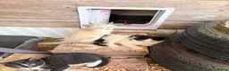 Mixed Breed cats for sale: Rescue Cat and her 3 adorable kittens need homes. - Advert 2
