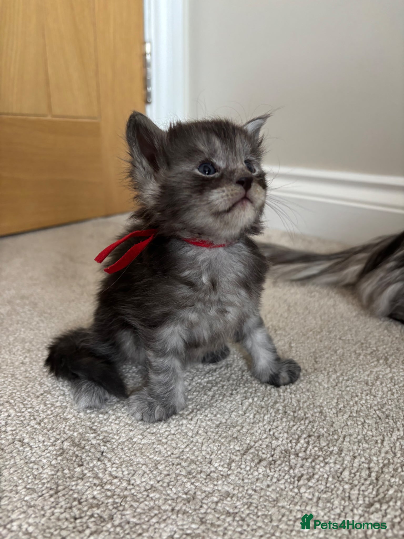 Maine Coon cats for sale: TICA Maine Coon Kittens  - Advert 23