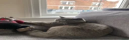 British Shorthair cats for sale: Playful British Shorthair Male (Neutered) - Advert 13