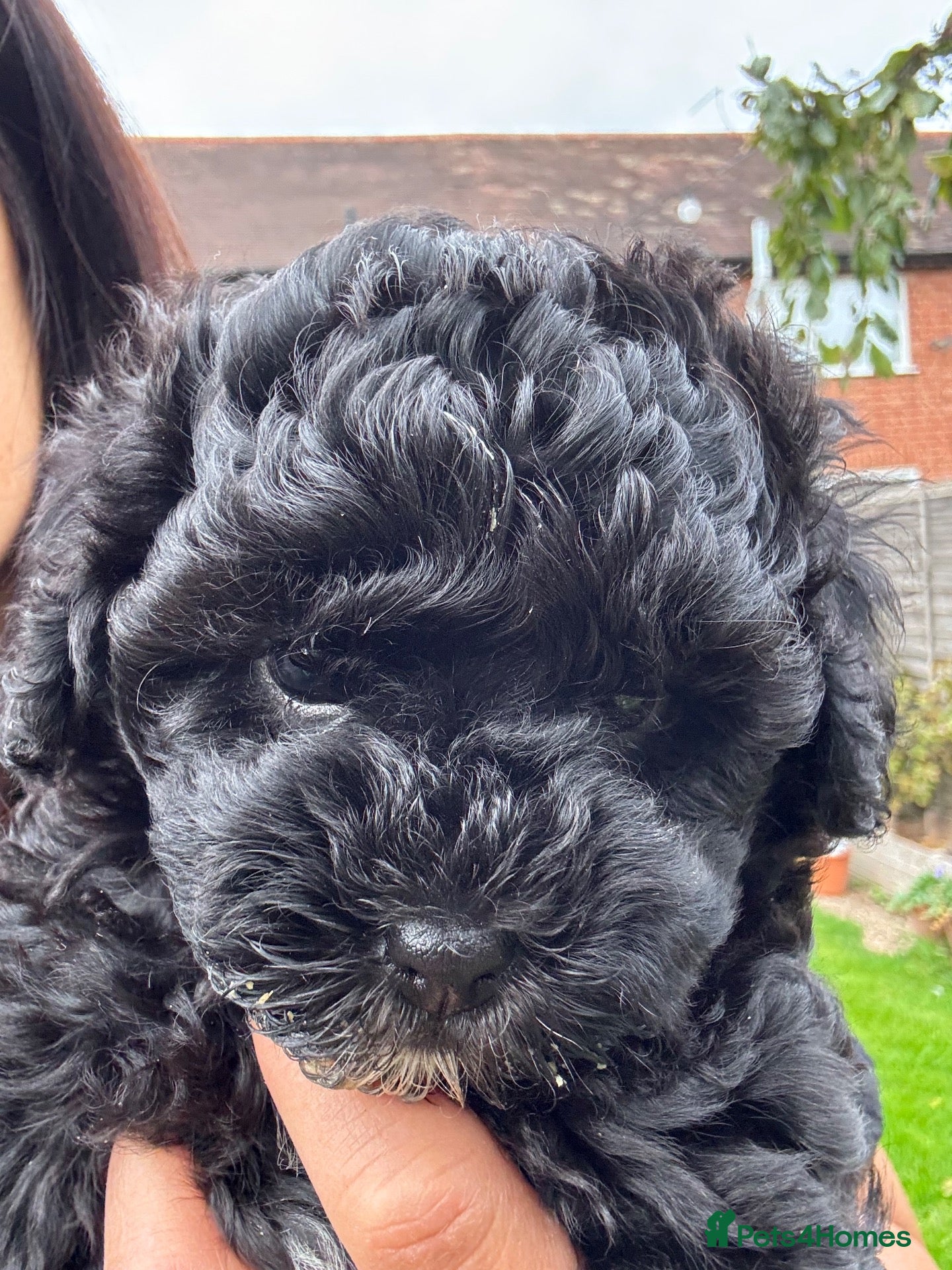 Shihpoo dogs Shihpoo puppies 3 boys - Advert 9