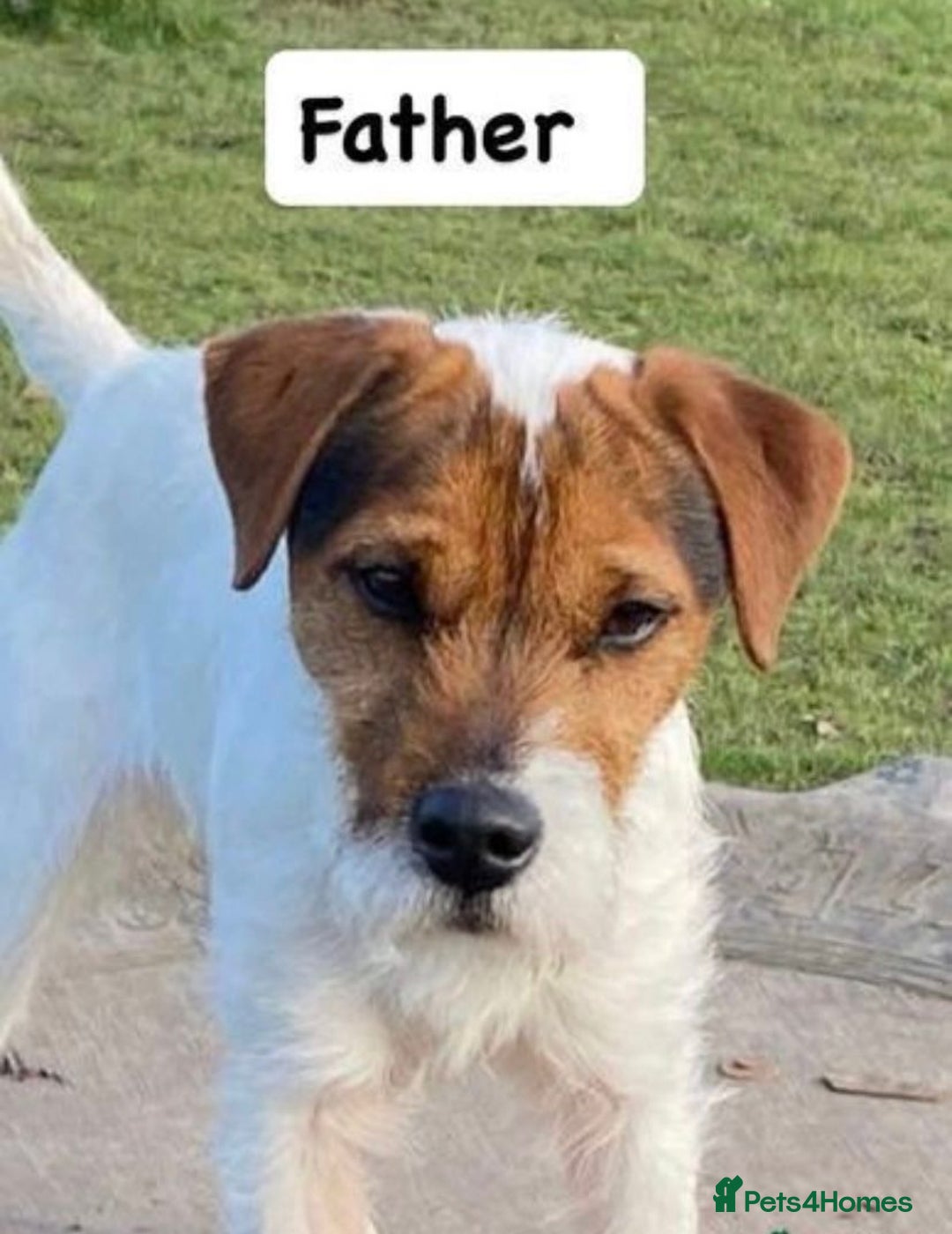 Mixed Breed dogs for sale: Parson Russell Jack Russell Hybrid Puppy  - Image 9
