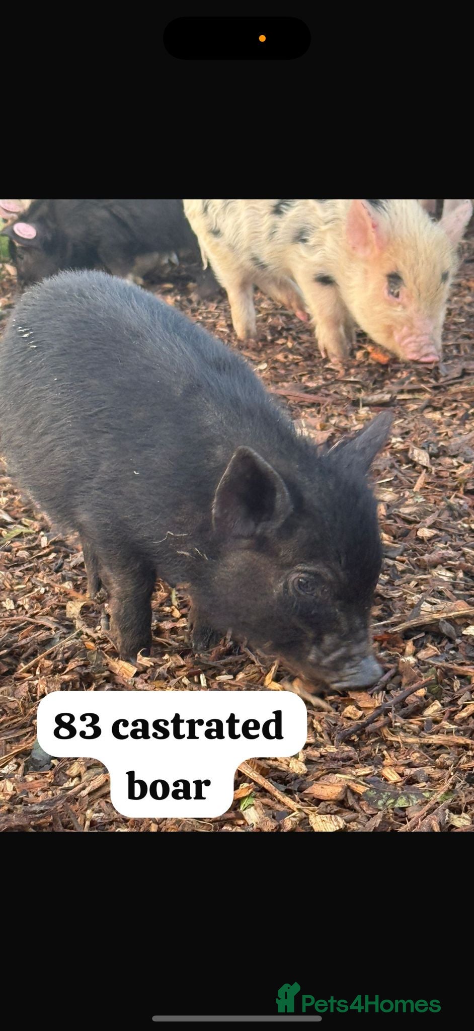 Pig livestock 🎄Do you have space in your heart for a mini pig🎄 - Advert 6