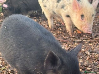 Pig livestock 🎄Do you have space in your heart for a mini pig🎄 - Advert 6