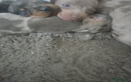 Miniature Dachshund dogs for sale: Miniature dachshund puppies - Image 7