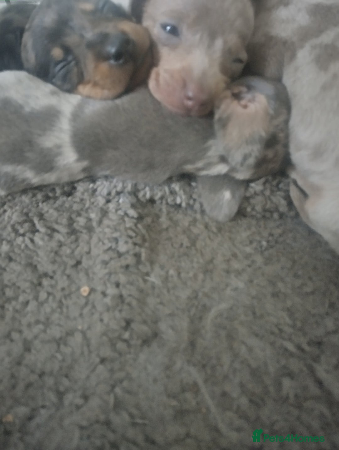 Miniature Dachshund dogs for sale: Miniature dachshund puppies - Image 7