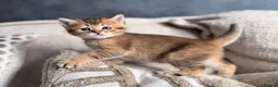 British Shorthair cats for sale: British shorthair kittens  - Advert 1