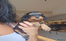 Toy Poodle dogs for stud: Toy poodle stud boy  in Blackburn - Image 15