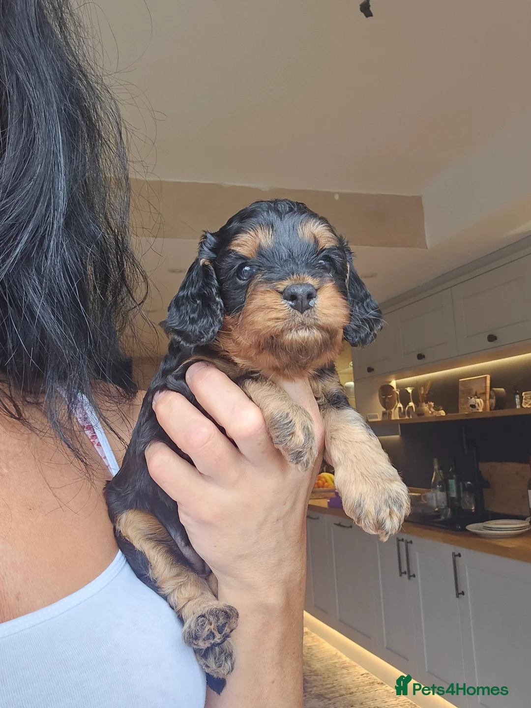 Toy Poodle dogs for stud: Toy poodle stud boy  in Blackburn - Advert 18