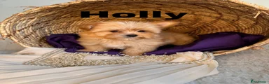 Holly
