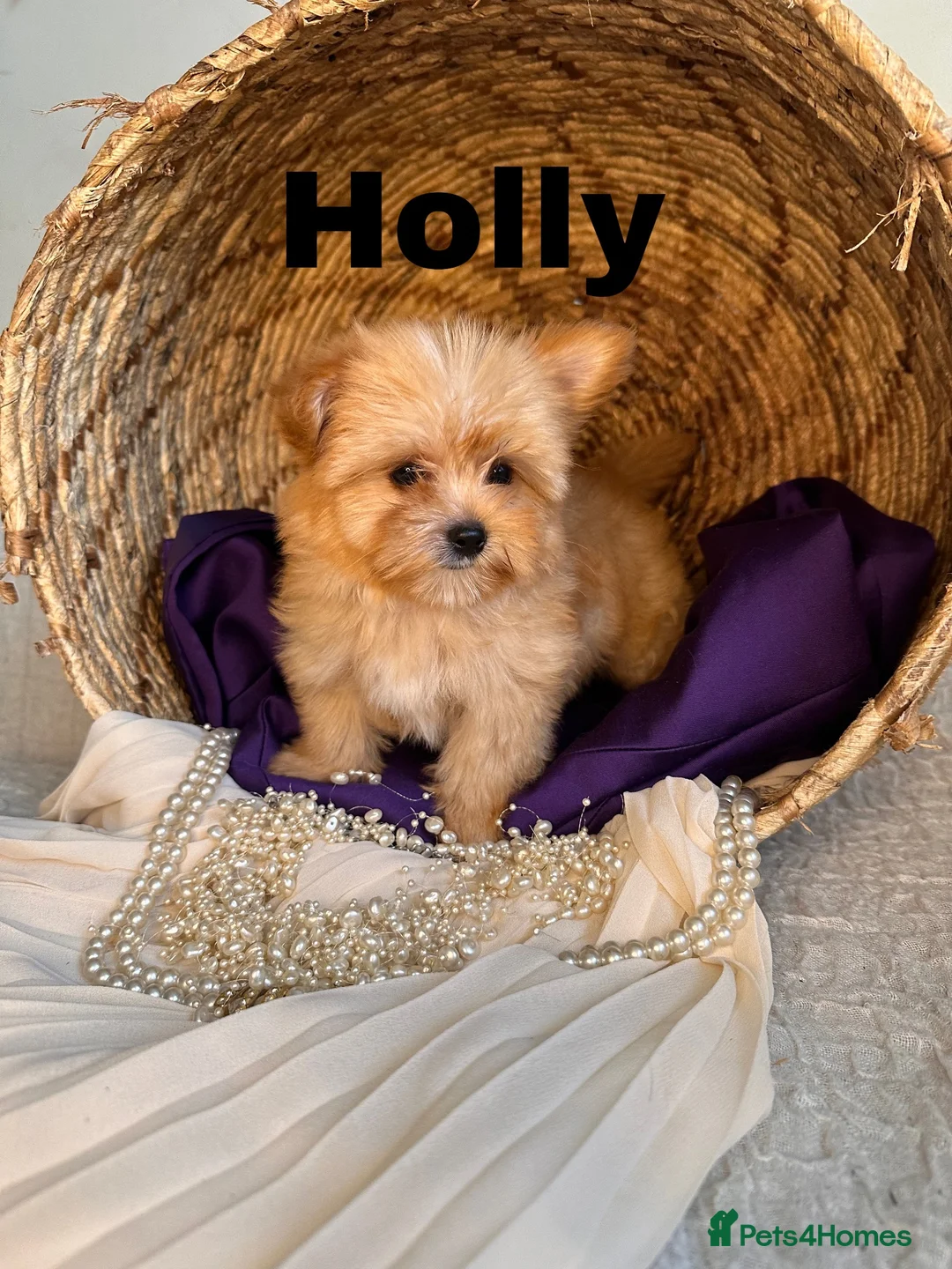 Yorkshire Terrier dogs for sale: BEAUTIFUL GOLDDUST YORKSHIRE TERRIER PUPPIES - Advert 35