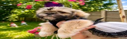 Shih Tzu dogs for sale: Beautiful Shih Tzu puppy available - Advert 13