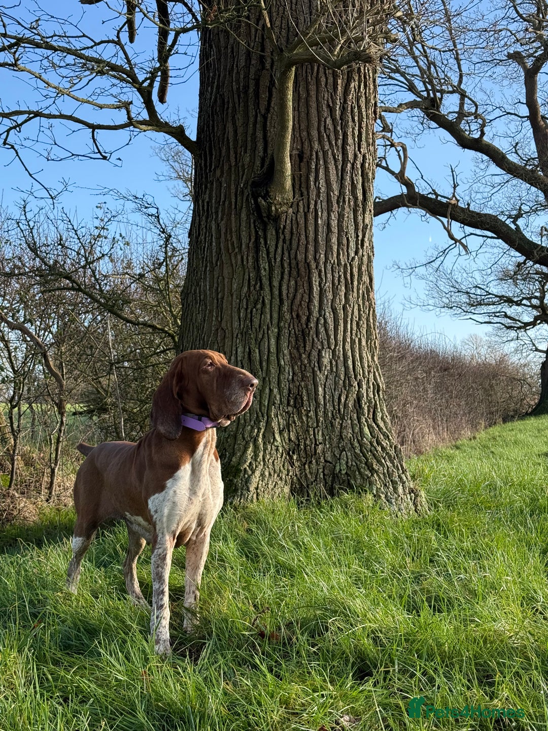 Bracco Italiano dogs for sale: Puppies due end of Jan!!   - Advert 4