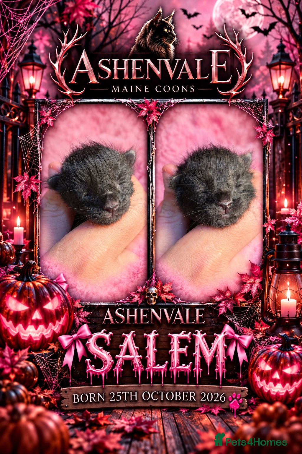 Maine Coon cats for sale: 6 Maine Coon Babies Born 25/10/26 - Advert 14