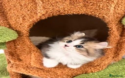 Munchkin cats for sale: Super stunning & rare Minuet - Image 20