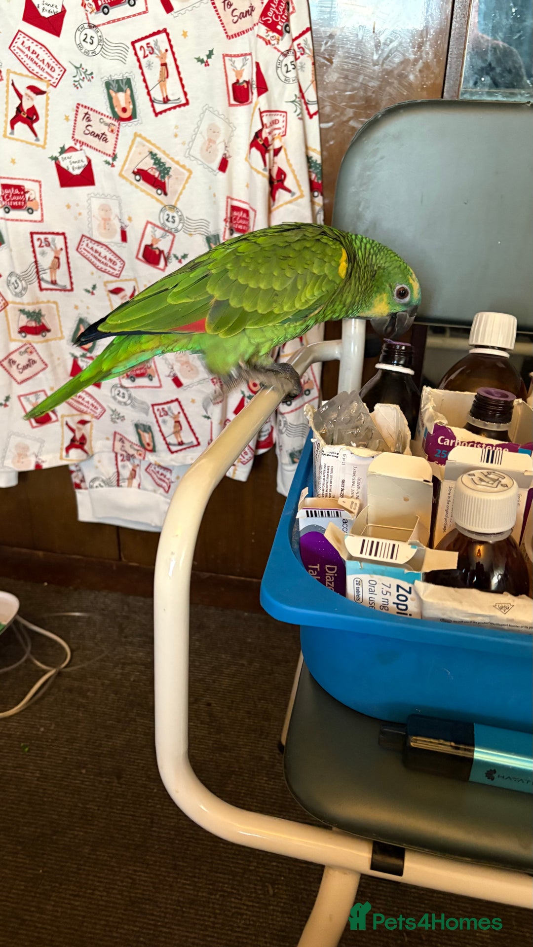 Parrots birds for sale: Beautiful blue front Amazon  - Advert 24