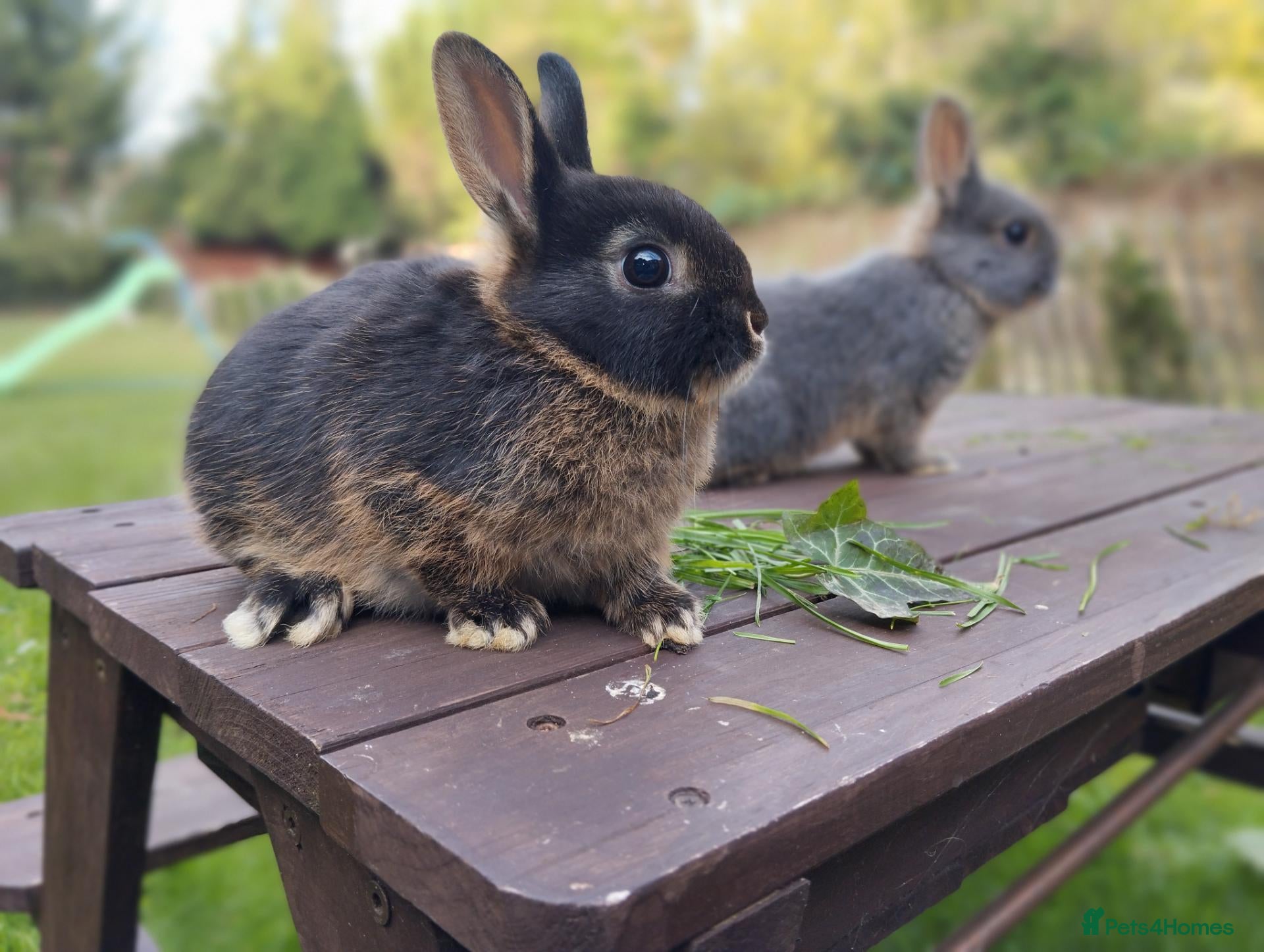 Netherland Dwarf rabbits Netherland dwarf (female) £100 each  - Advert 1