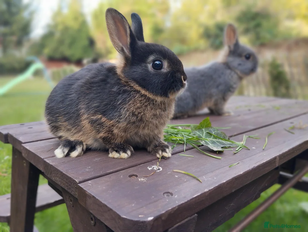 Netherland Dwarf rabbits for sale: Netherland dwarf (female) £100 each  - Advert 1