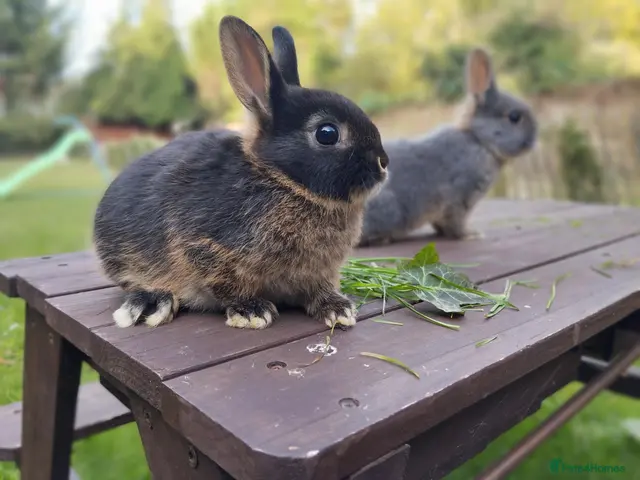 Netherland Dwarf rabbits Netherland dwarf (female) £100 each - Advert 1
