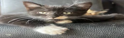 Mixed Breed cats for sale: Adorable kittens  - Advert 5