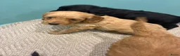 Cockapoo dogs for sale: Gorgeous cockatoo puppies  - Advert 20
