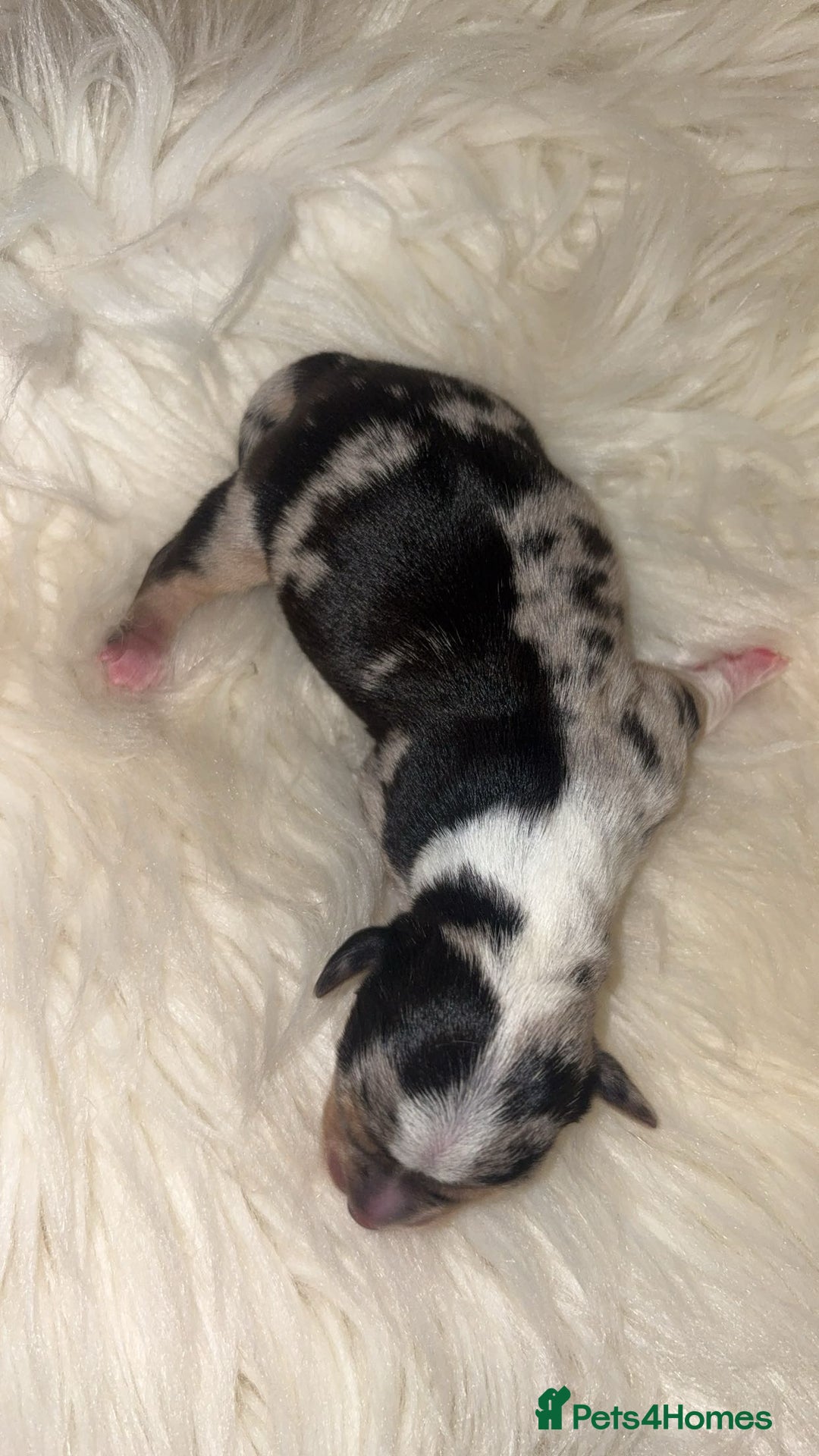 Chiweenie dogs for sale: Gorgeous Mini Dachshund X Puppies🐾 - Image 4