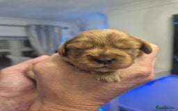 Cavalier King Charles Spaniel dogs for sale: Cavalier King Charles  - Image 5