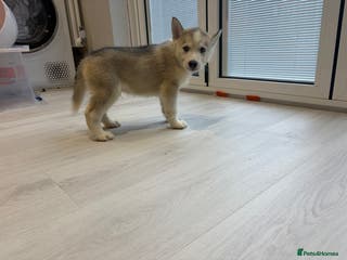 Siberian Husky dogs Siberian huskies for sale - Advert 1