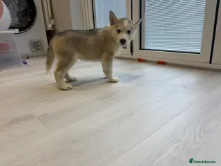 Siberian Husky dogs Siberian huskies for sale - Advert 1