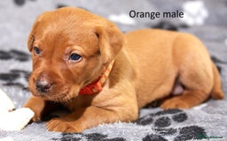 Labrador Retriever dogs for sale: Fox red labrador pups for sale - Image 7